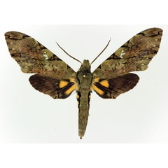 /filer/webapps/moths/media/images/M/morganii_Xanthopan_AM_Basquin.jpg