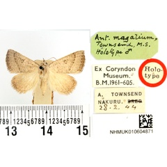 /filer/webapps/moths/media/images/M/magalium_Antarchaea_HT_BMNH.jpg