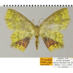 /filer/webapps/moths/media/images/D/dargei_Ptochophyle_HT_ZSM.jpg