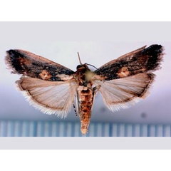 /filer/webapps/moths/media/images/I/interniplagella_Morosaphycita_A_Poltavsky.jpg