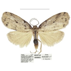 /filer/webapps/moths/media/images/Z/zambia_Spatulosia_HT_ANHRT.jpg