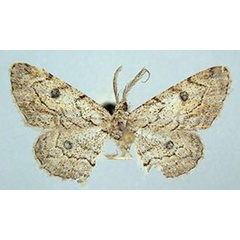 /filer/webapps/moths/media/images/P/parva_Orbamia_HT_ZSMa.jpg
