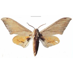 /filer/webapps/moths/media/images/A/aequabilis_Pseudoclanis_PTM_EMEMa.jpg