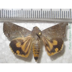 /filer/webapps/moths/media/images/F/florens_Hypocala_A_Bippus_02.jpg