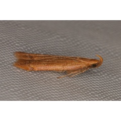 /filer/webapps/moths/media/images/T/torrefacta_Dichomeris_A_Heynsb.jpg