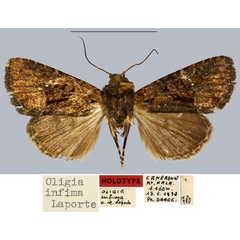 /filer/webapps/moths/media/images/I/infima_Oligia_HT_MNHN.jpg