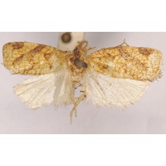 /filer/webapps/moths/media/images/S/symplecta_Doridostoma_HT_SAMC.jpg