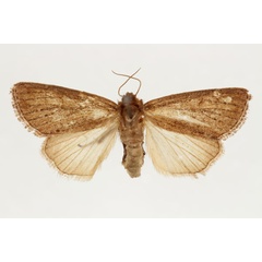 /filer/webapps/moths/media/images/R/rufescens_Aspidifrontia_AF_RMCA.jpg