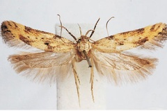 Leuronoma nakurensis