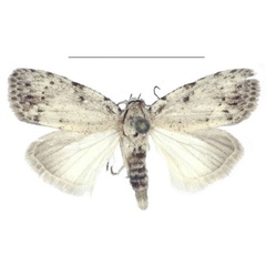 /filer/webapps/moths/media/images/C/congolana_Ezishnola_PTM_ANHRT_03.jpg