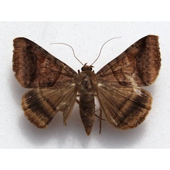 /filer/webapps/moths/media/images/M/mayeri_Mocis_A_Goff_02.jpg