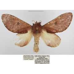 /filer/webapps/moths/media/images/A/argenteoguttata_Hypotrabala_AF_TMSA.jpg