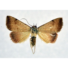 /filer/webapps/moths/media/images/F/fragilis_Phytometra_A_NHMO.jpg