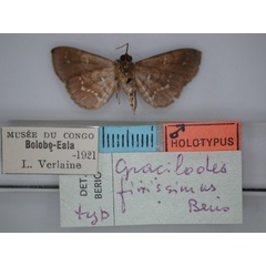 /filer/webapps/moths/media/images/F/finissima_Gracilodes_HT_RMCA_02.jpg