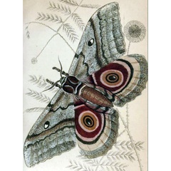 /filer/webapps/moths/media/images/I/isis_Gynanisa_Westwood_1841_13.jpg