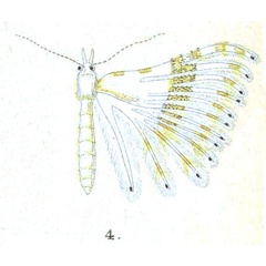 /filer/webapps/moths/media/images/C/certifica_Orneodes_HT_Meyrick_2-4.jpg