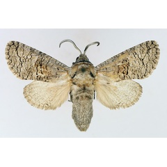 /filer/webapps/moths/media/images/T/terebroides_Brachylia_AM_TMSA.jpg