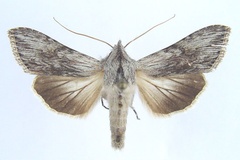 Cucullia pittawayi