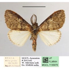 /filer/webapps/moths/media/images/M/melia_Palasea_AM_MGCLa_01.JPG
