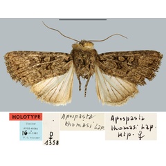 /filer/webapps/moths/media/images/T/thomasi_Apospasta_HT_MNHN.jpg