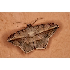/filer/webapps/moths/media/images/S/simplicilinea_Chiasmia_A_Roland_01.jpg