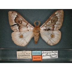 /filer/webapps/moths/media/images/S/subapicalis_Usta_HT_RMCA_01.jpg