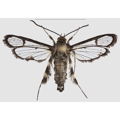 /filer/webapps/moths/media/images/T/tigripes_Crinipus_HT_SMNSa.jpg