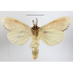 /filer/webapps/moths/media/images/S/sexpuncta_Arciera_A_MGCLb_02.JPG