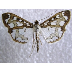 /filer/webapps/moths/media/images/C/camptozona_Polythlipta_A_Buckham-Bonnet.jpg