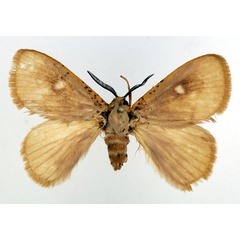 /filer/webapps/moths/media/images/O/occidens_Chrysopoloma_PT_Basquin.jpg
