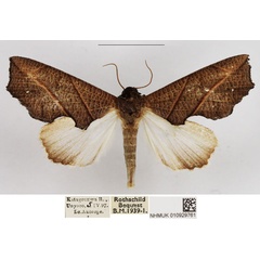 /filer/webapps/moths/media/images/Z/zanderi_Arcyophora_AF_NHMUK.jpg
