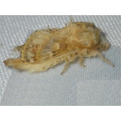 /filer/webapps/moths/media/images/M/myxa_Odontocheilopteryx_A_Liebenberg.jpg