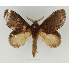 /filer/webapps/moths/media/images/S/schultzei_Mallocampa_AM_Basquin_02.jpg