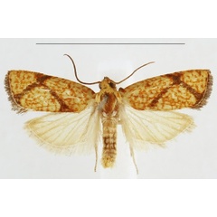 /filer/webapps/moths/media/images/K/kryphaios_Phalarocarpa_AM_NHMO_BLRPqh6.jpg