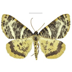 /filer/webapps/moths/media/images/A/albertina_Rhodochanna_PTM_NHMUK.jpg