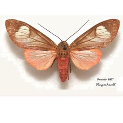 /filer/webapps/moths/media/images/F/fennia_Amerila_A_Vingerhoedt_01.jpg