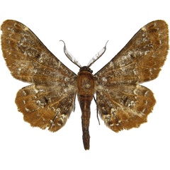 /filer/webapps/moths/media/images/C/collenettei_Colocleora_AM_MCJM.jpg