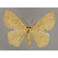 /filer/webapps/moths/media/images/D/diplosticta_Cyclophora_A_ZSM_01.jpg