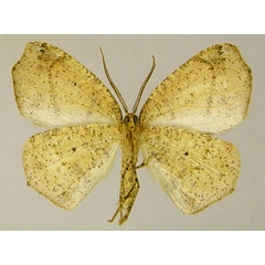 /filer/webapps/moths/media/images/C/captiva_Epigynopteryx_HT_ZSMb.jpg