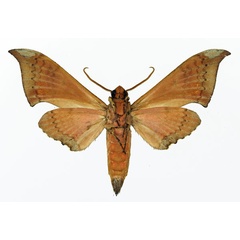 /filer/webapps/moths/media/images/W/wojtusiaki_Polyptychus_AM_Basquin_02.jpg