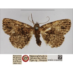 /filer/webapps/moths/media/images/P/phaeomicta_Haemaphlebia_HT_NHMUK.jpg