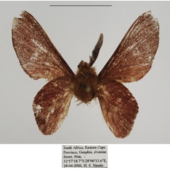 /filer/webapps/moths/media/images/M/micha_Nirbiana_AM_TMSA.jpg