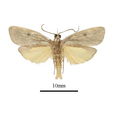/filer/webapps/moths/media/images/L/leucotriangula_Haplosindris_AM_ANHRTb.JPG