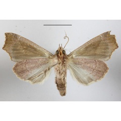 /filer/webapps/moths/media/images/L/leona_Anomis_A_MGCLb_01.JPG