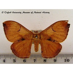 /filer/webapps/moths/media/images/K/kuntzei_Campimoptilum_A_OUMNH_02.jpg