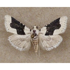 /filer/webapps/moths/media/images/C/chloralis_Stemmatophora_A_Butler.jpg