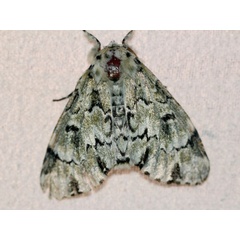 /filer/webapps/moths/media/images/C/callipona_Thiacidas_A_Wursten.jpg