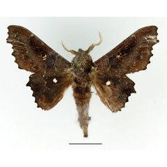 /filer/webapps/moths/media/images/T/tripunctata_Mimopacha_AM_Basquin_02.jpg