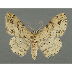 /filer/webapps/moths/media/images/A/accentuata_Scopula_AF_TMSA.jpg