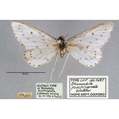 /filer/webapps/moths/media/images/P/punctisignata_Derambila_HT_OUMNH_01.jpg